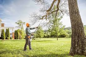 Best Arborist Consultation Services  in Manassas, VA